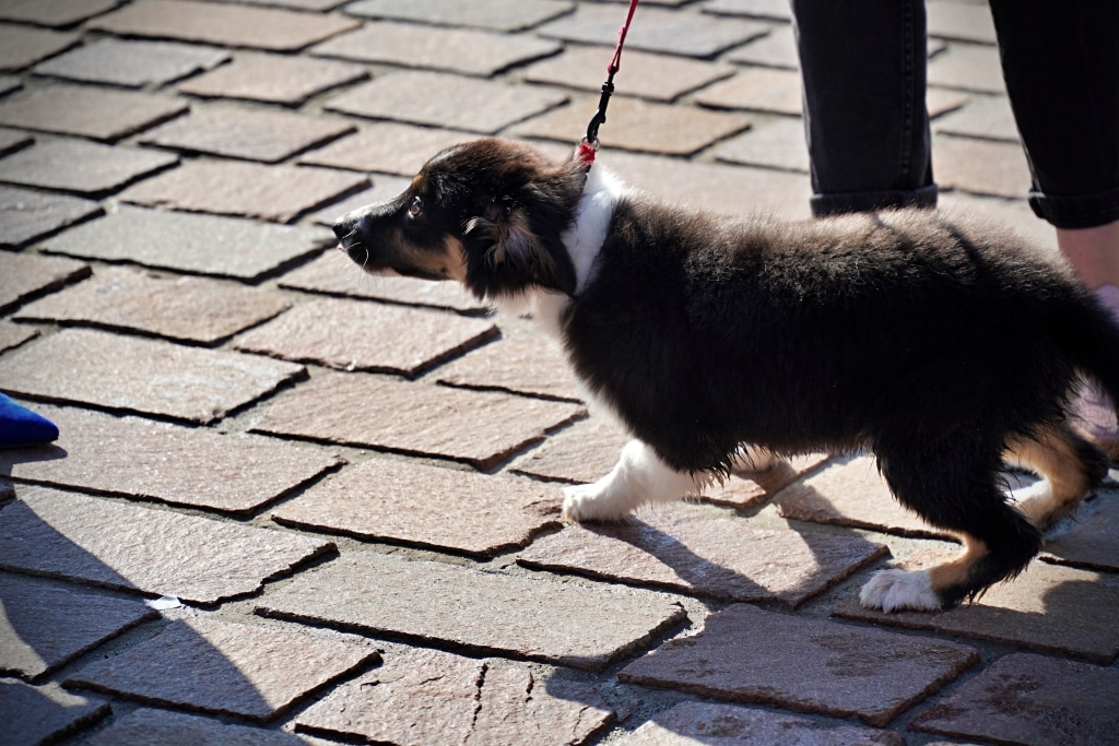 Szczeniak border collie na smyczy na brukowanej ścieżce