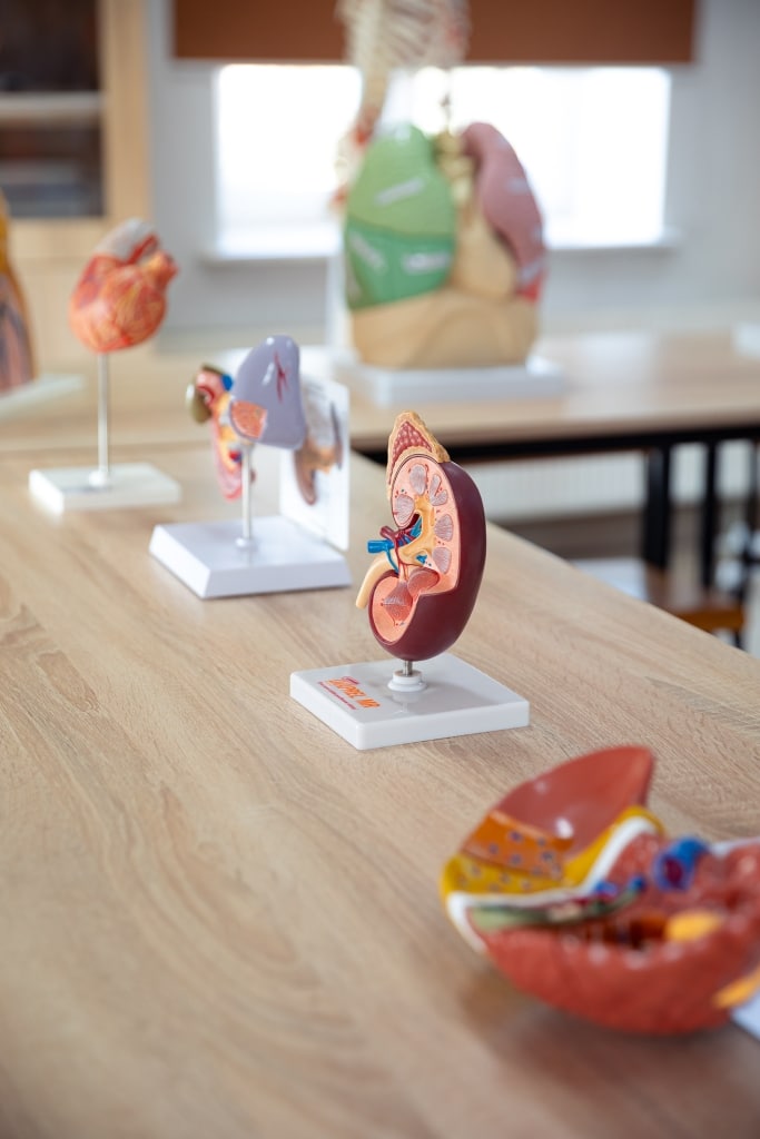 Anatomical models of kidneys and lungs on a table at Dzień Otwarty 2025